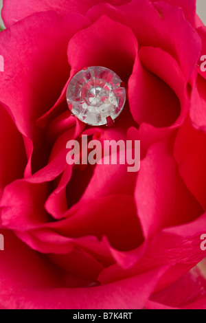 Diamond solitaire engagement ring hidden in the petals of a red rose Stock Photo