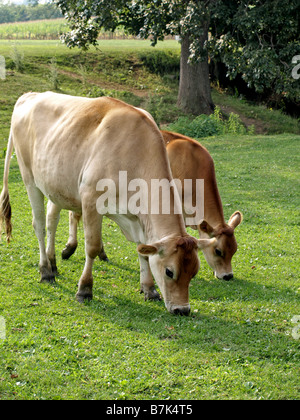 Mother Jersery cow and calf grazing in a beautiful green field. Stock Photo