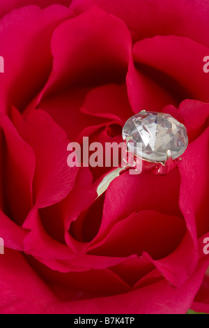 Diamond solitaire engagement ring hidden in the petals of a red rose Stock Photo