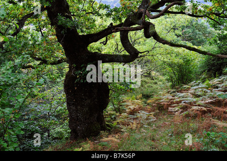 Ancient deciduous woodlands above Loch Tay Perthshire Scotland UK Stock Photo