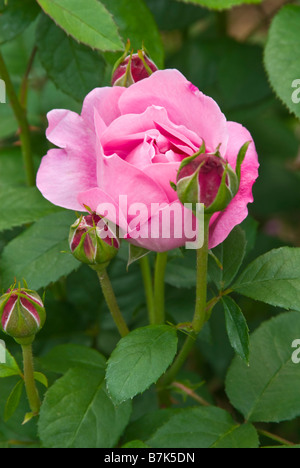 Pink flowers and red buds of 'Claire Matin' a large-flowered climber and modern shrub rose. Stock Photo