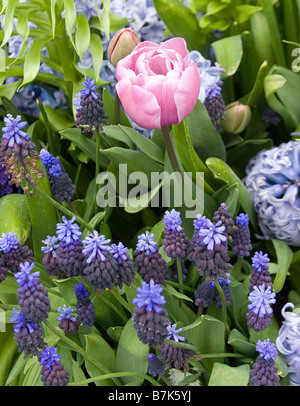 dwarf hyacinth & Tulip Stock Photo