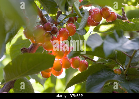 Rainier cherries, a hybrid between Bing and Van cherries, Okanagan Centre, BC Canada Stock Photo