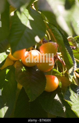 Rainier cherries, a hybrid between Bing and Van cherries, Okanagan Centre, BC Canada Stock Photo
