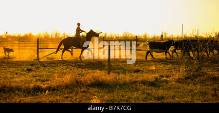 Cattle and horseman in corral on ranch, Outlook, Saskatchewan, Canada Stock Photo