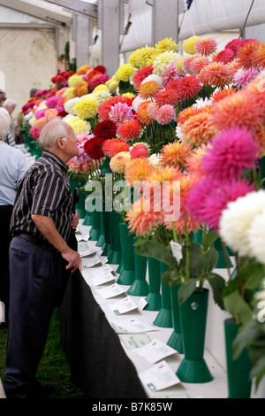 A visitor to the Shrewsbury Flower Show in August taking a close look at the Chrysanthemums Stock Photo
