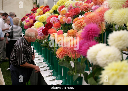 A visitor to the Shrewsbury Flower Show in August taking a close look at the Chrysanthemums Stock Photo