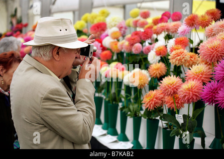 A visitor to the Shrewsbury Flower Show in Shropshire, UK, photographs the display of Chrysanthemums Stock Photo