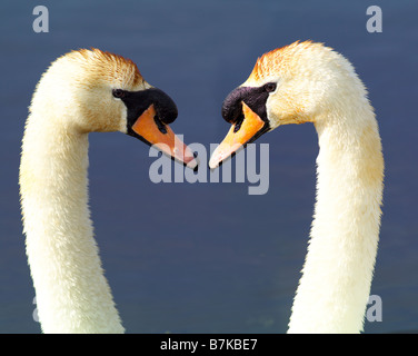 two swans making heart shape on the stodmarsh nature reserve kent Stock Photo