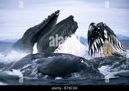 Humpback Whales lunge feeding,  Frederick Sound, Southeast Alaska Stock Photo