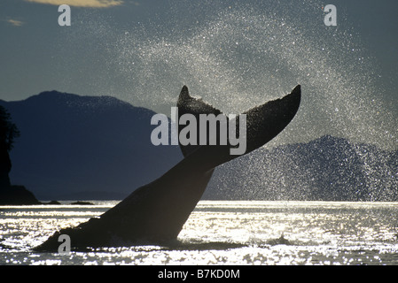 Humpback Whale lobtailing, Icy Straits, Southeast Alaska Stock Photo