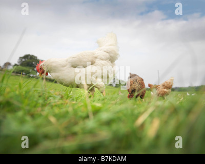 Hens In Field