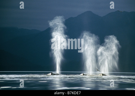Humpback Whales blowing, Tenakee Inlet, Southeast Alaska Stock Photo