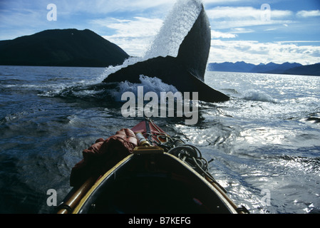 Humpback Whale lobtailing, Chatham Straits, Southeast Alaska Stock Photo
