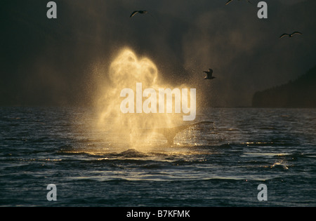 Humpback Whale blowing, Tenakee Inlet, South East Alaska Stock Photo