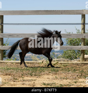 Miniature horse running Stock Photo