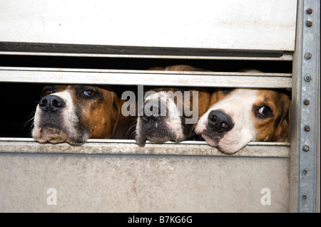Fox hounds in trailer before being released to hunt Cumbria Stock Photo