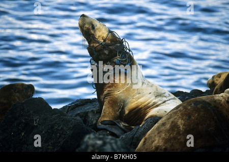 Steller Sea lions entangled in fishing nets, Yasha Island, Southeast Alaska Stock Photo