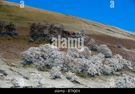 Hoar frost on trees and hillside Fell End Cumbria Stock Photo