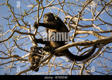 Juvenile Golden-mantled Howler Monkey (Alouatta palliata palliata) with mom at the Playa Tamarindo estuary in the Nicoya Peninsula, Costa Rica. Stock Photo