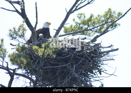 a bald eagle nest with an eaglet in it as well as an adult Stock Photo