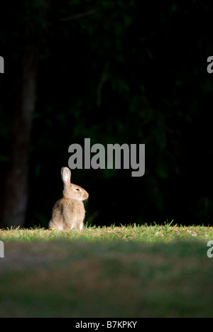 Rabbit Oryctolagus cuniculus Stock Photo