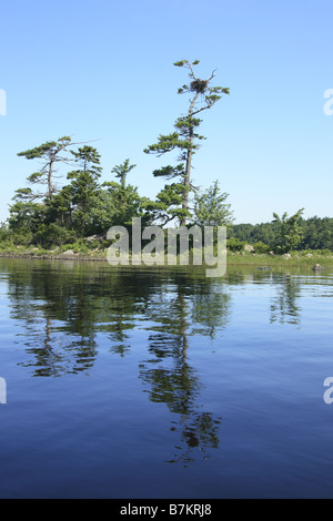 a bald eagle nest in tree on island Stock Photo