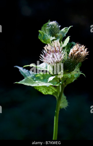 Germany, Bavarian Forest, Cabbage thistle (Cirsium oleraceum), close-up Stock Photo
