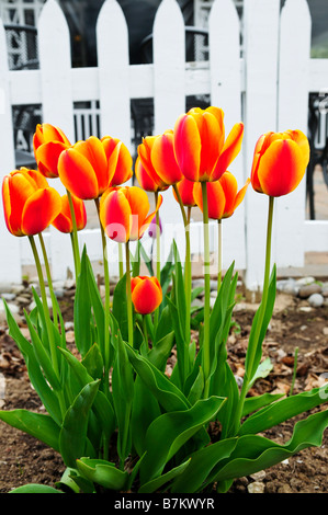 Bright blooming tulips growing in spring garden Stock Photo