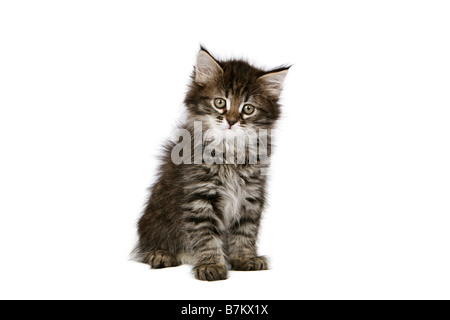 Tabby kitten sitting on white background Stock Photo