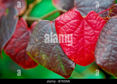 Heart-shaped leaves of Disanthus cercidifolius (Redbud Hazel or Japanese Red Witchhazel) in fall color. Stock Photo