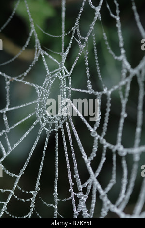 ice on a spiders web during a hoar frost. Stock Photo