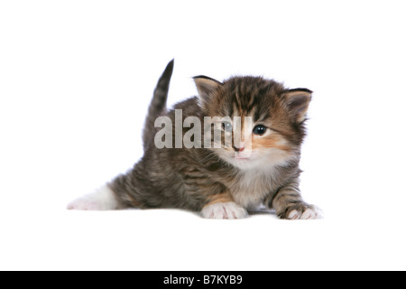 Norwegian Forest Cat tortie kitten on white background Stock Photo
