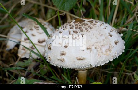 Shaggy Parasol mushrooms growing amongst the grass Stock Photo