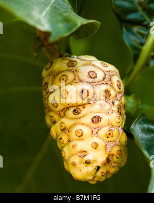 Noni fruit (Mornida citrifolia) on branch Stock Photo