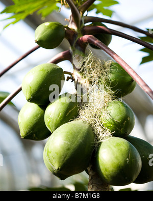 Tropical Dwarf Papaya (Carica papaya) Stock Photo