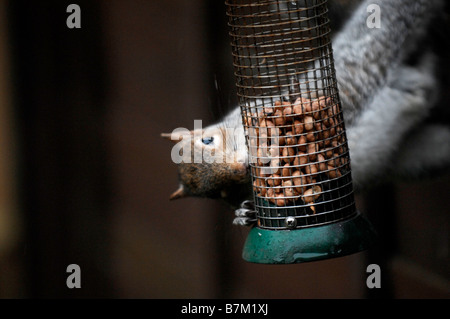Grey squirrel eating nuts from a birdfeeder in a garden Stock Photo