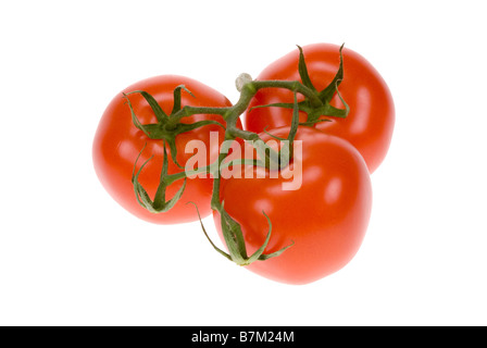 fresh bunch of tomatos isolated on a white background Stock Photo