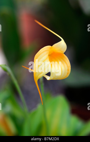 Masdevallia frahl marry orchid flower fragrant perfumed perfume delicate small care attention Stock Photo