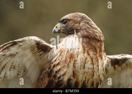 red tailed hawk Stock Photo