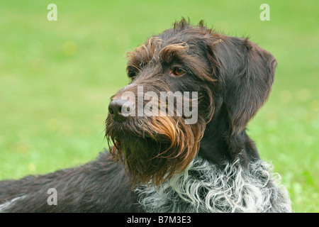 german wirehaired pointer Stock Photo