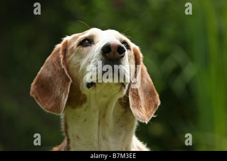 Braque Saint Germain portrait Stock Photo