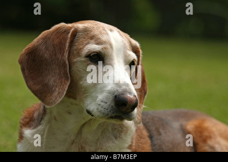 Braque Saint Germain portrait Stock Photo