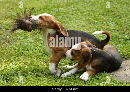 Braque Saint Germain puppies Stock Photo