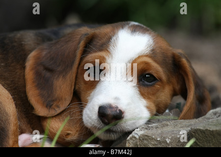 Braque Saint Germain puppy Stock Photo