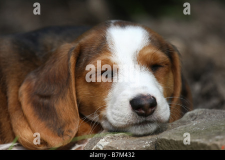 Braque Saint Germain puppy Stock Photo