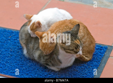 Kittens leaning on mother for warmth Stock Photo