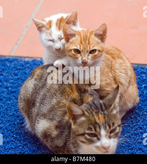 Kittens leaning on mother Stock Photo