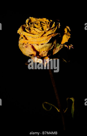 Yellow Dry Roses Beautiful dried roses like as background is isolated on black, closeup ...