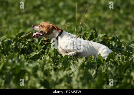 English Pointer Stock Photo